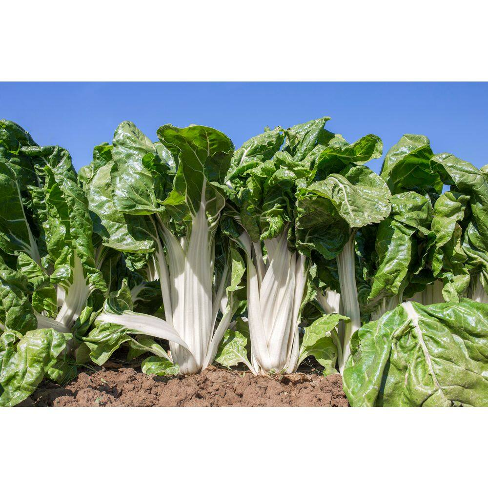 McKenzie Seeds Swiss Chard Fordhook Giant